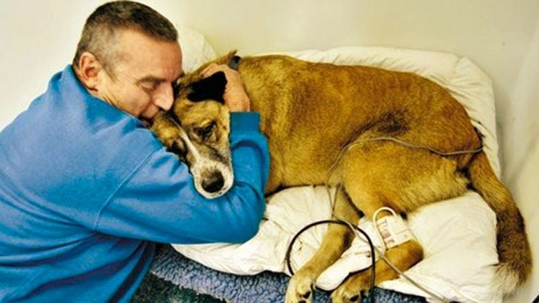 TRY NOT TO CRY –  Emotional Moments Owners Say goodbye to their dying dog Compilation