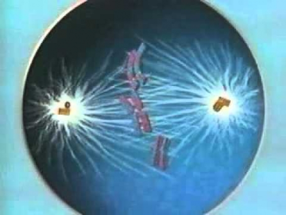 Meiosis   Vet Videos   Dr Banga's collection3