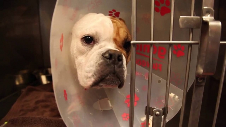 Veterinary Marketing Custom Video