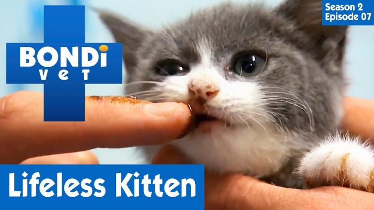 😿 Kitten Is Not Active | S02E07 | Bondi Vet