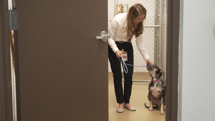 Veterinarian Gives Abandoned Dog Hope and Healing with Fear Free