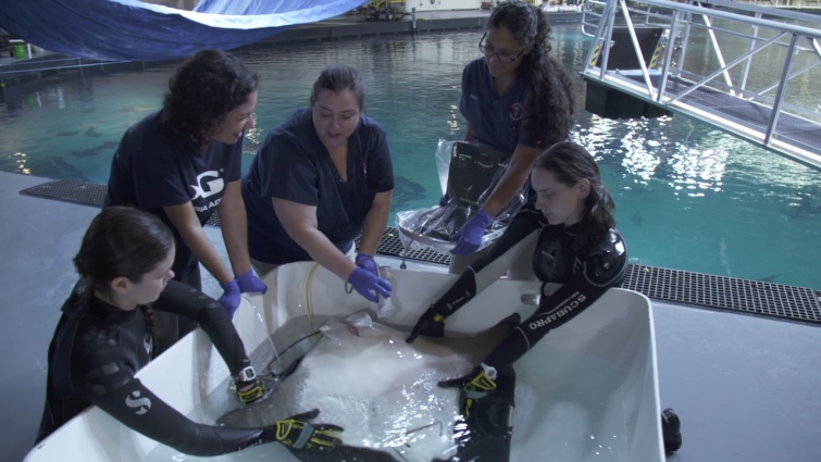 STEAM Forward Ep. 3: Veterinary Operations at Georgia Aquarium (Activity Breaks)