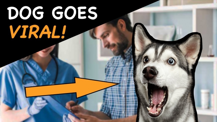 Dog Goes Viral After Realizing He's at the Vet