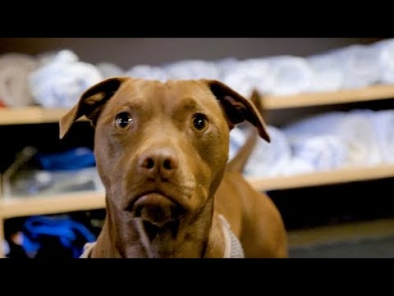 Meet Veterinarian Dr. Gary Richter, Ep. 72 : Smokin’ With Swami