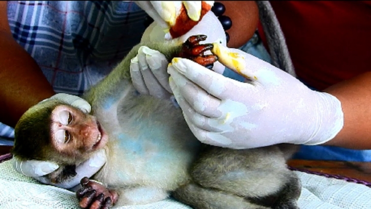 A | Base on Vet 11,09,2019 Must remove all VIRUS on wound daily before new apply new, Janet strongly