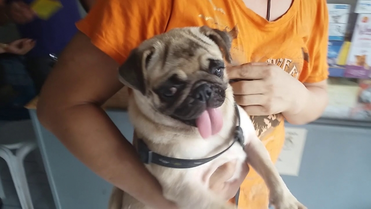 Funny dog reaction going to vet