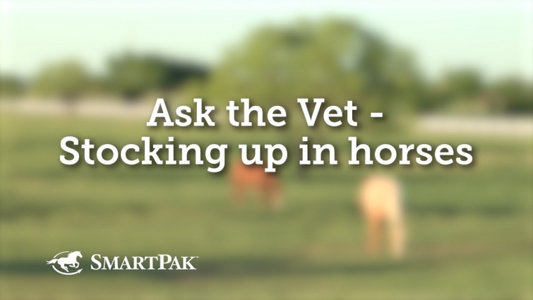 Ask the Vet – Stocking up in horses