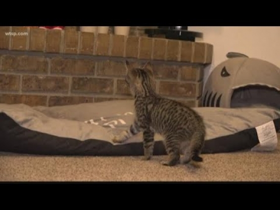 Cats need regular vet visits too!