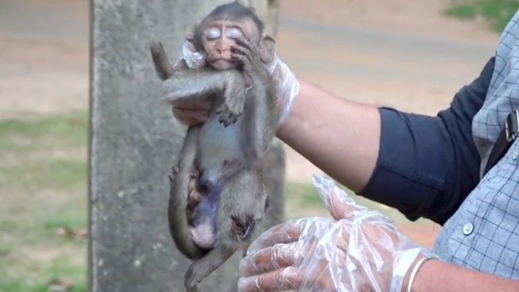 How to make to sleepy – how to rescue to baby monkey Milto from vet