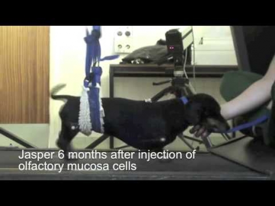 A dog called Jasper during trial to show spinal cord regeneration