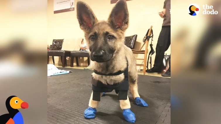 Puppy With Swimmer Syndrome Teaches Herself To Run – STARFISH | The Dodo