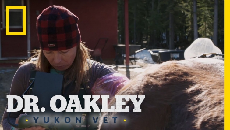 Hands Up a Horse | Dr. Oakley, Yukon Vet
