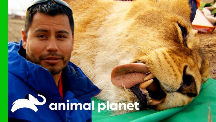 Four Feisty Lionesses Get Their New Contraceptive Implants | Dr. Jeff: Rocky Mountain Vet