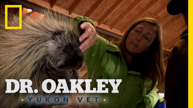Carefully Poke the Porcupine | Dr. Oakley, Yukon Vet