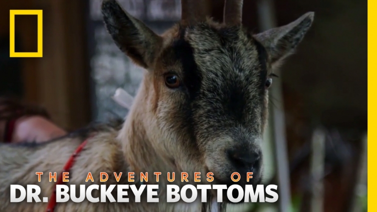 Pregnant Pygmy Goats | The Adventures of Dr. Buckeye Bottoms