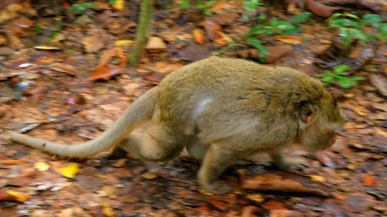 Carbzilla needs to rescue after accident, Organization bring monkey Carbzilla to get a veterinarian