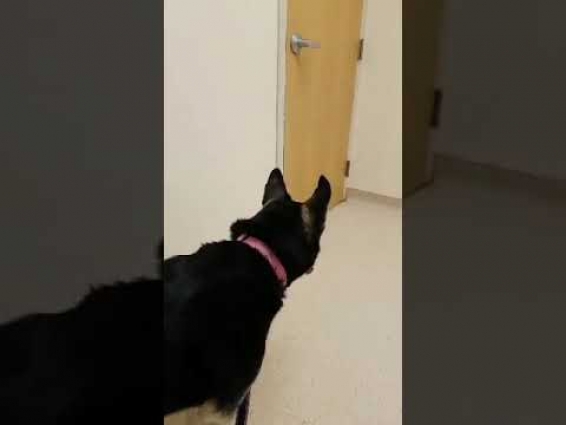 Videos at the vet
