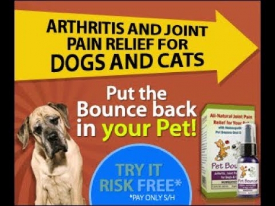 Helpful Vancouver Vet  – How to tell if your dog has arthritis – Helpful Vancouver Vet