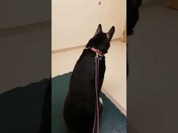 Videos at the vet