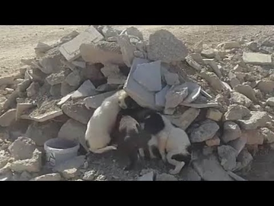 Heartbreaking Video, Rescue Abandoned Homeless Puppies | SHARE FOR AWARENESS #2019