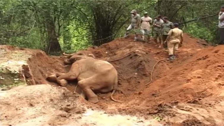 Elephant rescued from trap : a success story from India