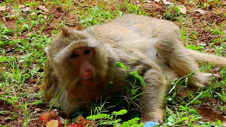 Carbzilla monkey badly injure, need to call vet for assistance