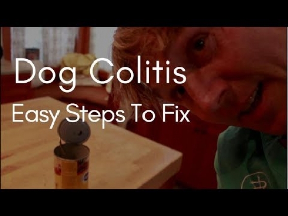 Dog Colitis: Easy Steps To Fix