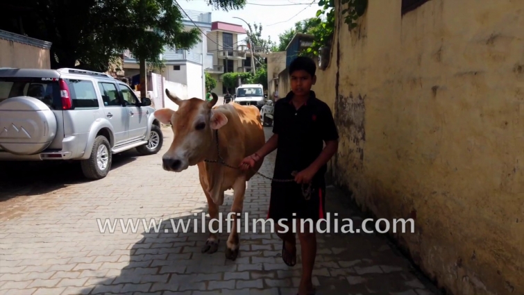 Veterinary doctor in India speaks on effects of diclofenac drug on Vultures, and ban on bovine use