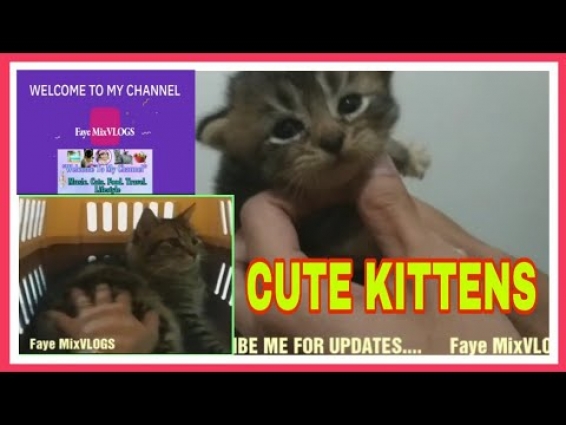 I met a Mother Persian Cat with 4 Cute Kittens at the Vet Clinic