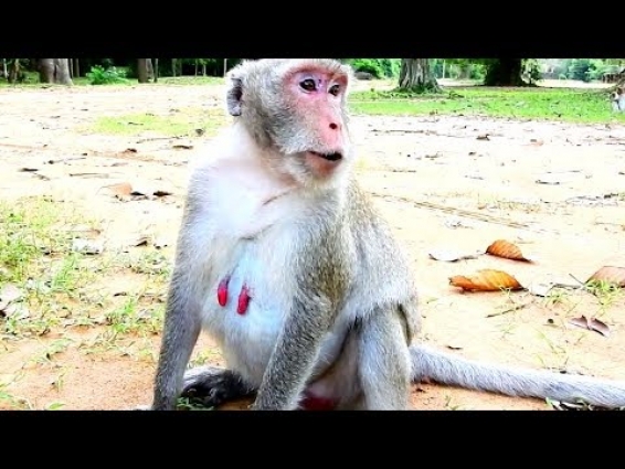 Mom Jane Millions sad, Now pregnant nearly Give Birth, but Poor baby Janet not come back the vet.