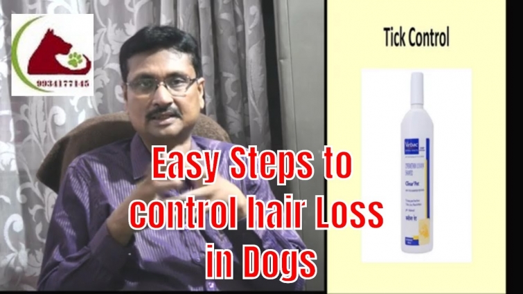 कुत्ते के बाल झड़ना कैसे रोकें!Easy Steps to control hair fall – hair loss in Dogs!