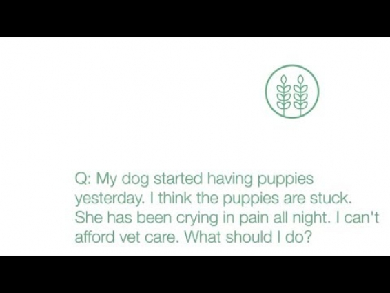 My dog is having puppies. I think they are stuck.