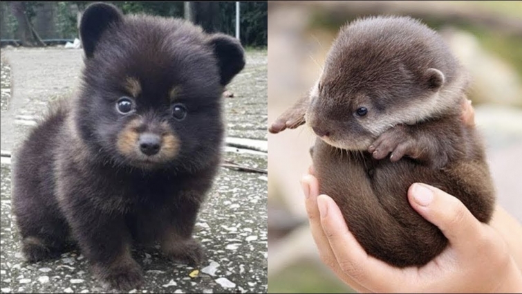 Cutest baby animals Funny Moments Videos Compilation | AW Animal