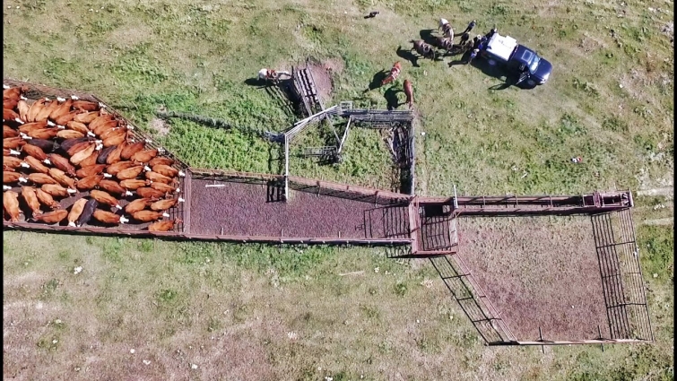 The Cud, Episode 5,  The perfect cattle handling system