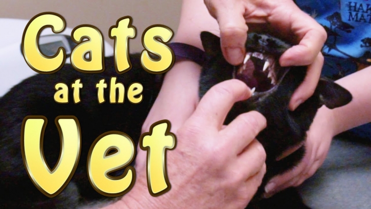 Cats at the Vet – Cat Song (Official Music Video) – N2 Cat Crew S1 Ep1