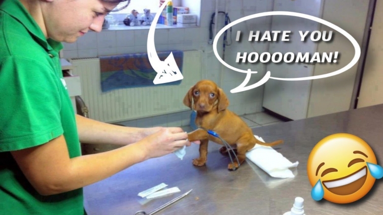 When Dogs goes to the Vet | Funny reactions | You will not STOP LAUGHING!