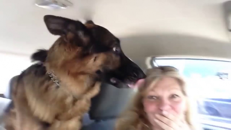 German Shepherd suddenly realizes he is at the vet.