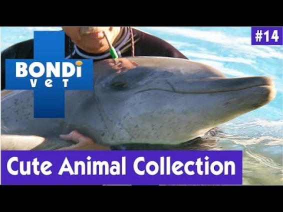 🐬CUTE ANIMAL COLLECTION #14 | BONDI VET 🐮
