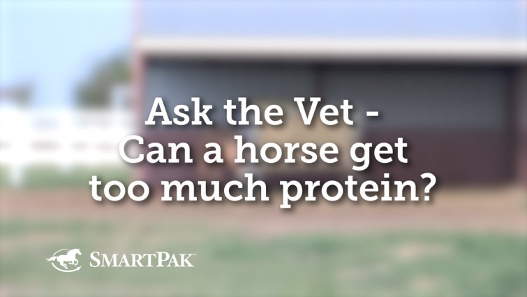 Ask the Vet – Can a horse get too much protein?