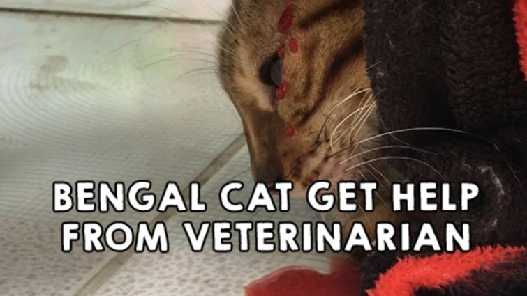 BENGAL CAT SUFFERING OTITIS GET HELP FROM VETERINARIAN