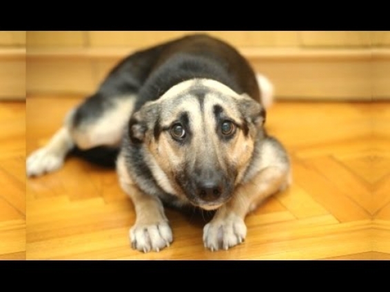 Funny Dogs Who Don't Want To Take A Bath – Try Not To Laugh [BEST OF]