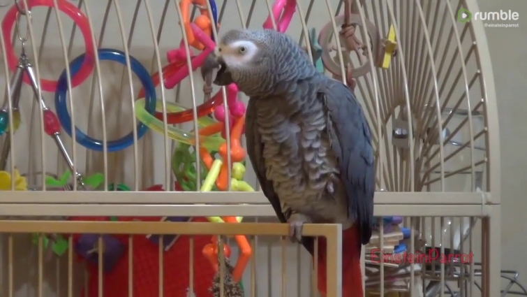 Hilarious parrot lets owner know it's shower time
