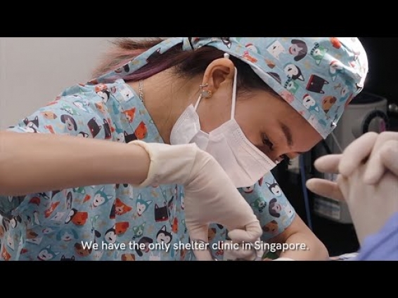 Life In Singapore's Only Community Animal Clinic (SPCA)