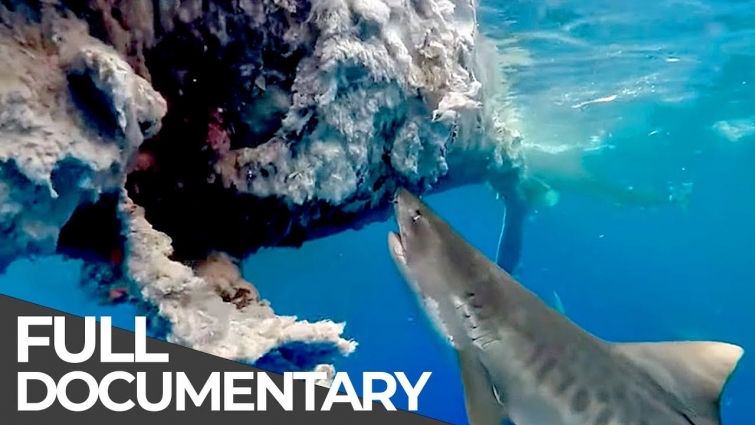 Toxins in Humpback Whales | Ocean Vet | S01 E09 | Free Documentary