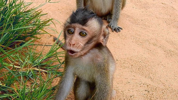 Baby Copper cry request food, We planned to catch monkey Coco to veterinarian but Coco is missing