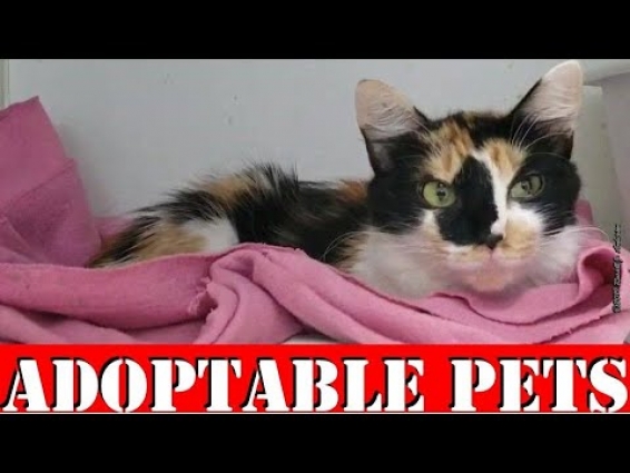 Lawton Animal Welfare's Weekly Adoptable PETS Video, from Lawton Oklahoma