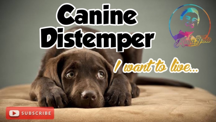 Canine Distemper in Dogs | Kuya Toto Vet says
