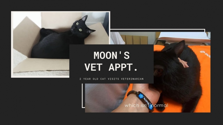 VlogDay: Our CAT gets UNEXPECTED results from his Vet visit!