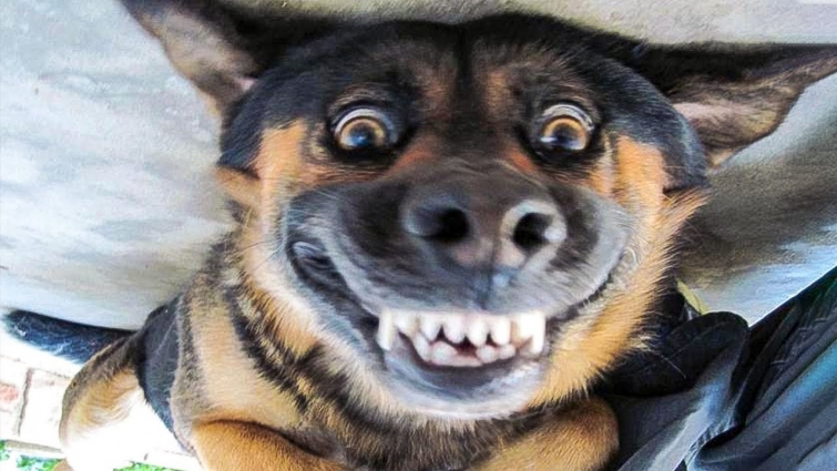 😁 Funniest 🐶 Dogs and 😻 Cats – Awesome Funny Pet Animals' Life Videos 😇