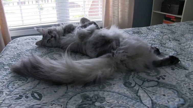 ENORMOUS Maine Coon Cat Sean Coonery Talking